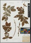 Foto von Salix appendiculata Vill. x Salix caprea L.